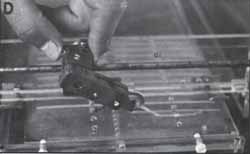 Corridas electroforéticas