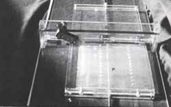Corridas electroforéticas