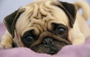 pug