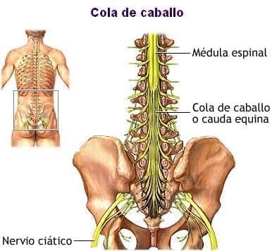 Cola de Caballo - Nervio ciático Cola de Caballo - Nervio ciático