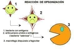 Reacción por opsonización Reacción por opsonización