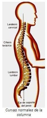 Dolor Lumbar, Curva normal de la Columna