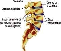 Estructura de la médula espinal