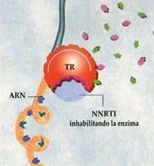 Sitio de acción de los NNRTI