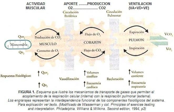 Mecanismo de respiración celular de pacientes con enfermedad pulmonar crónica Mecanismo de respiración celular de pacientes con enfermedad pulmonar crónica