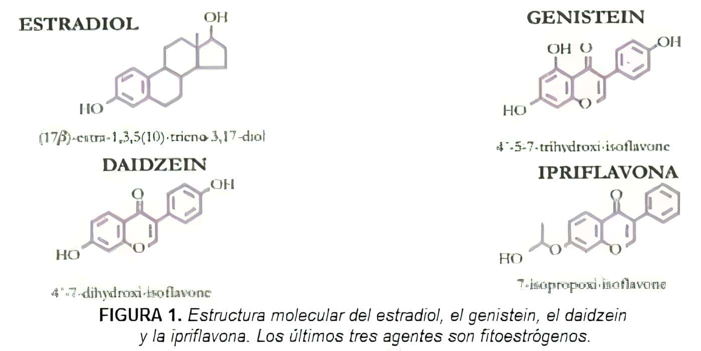 Estructura molecular del estradiol, Genistein, Daidzen y la Ipriflavona