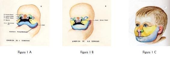 Proceso fronto nasal Proceso fronto nasal