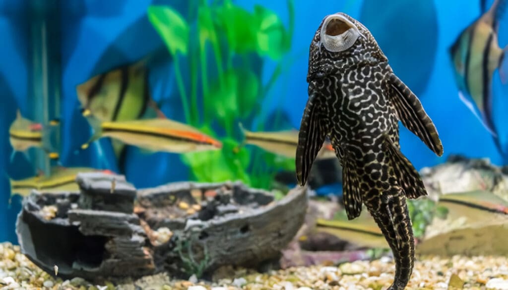 ¿Cómo Alimentar Peces de Acuario?