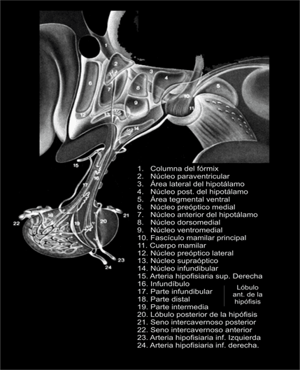 Esquema de los núcleos hipotalámicos