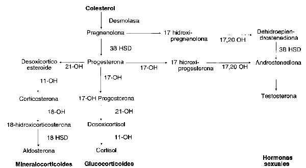 Vías de la esteroidogénesis de la corteza adrenal