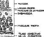 Mucosa