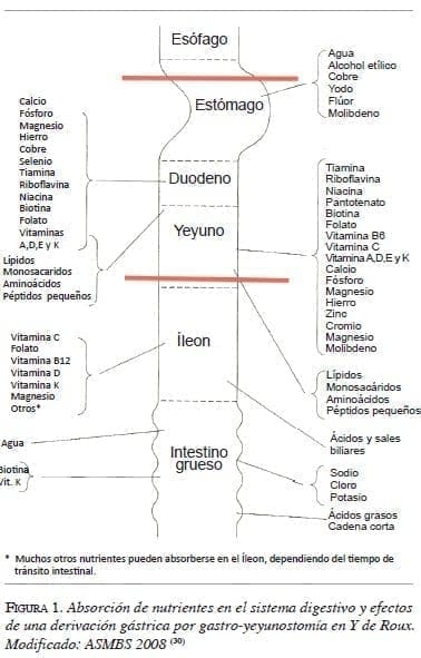 Absorsion Nutrientes en el Sistema Digestivo figura1-absorsion-nutrientes
