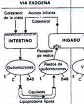 Metabolismo de las lipoproteinas