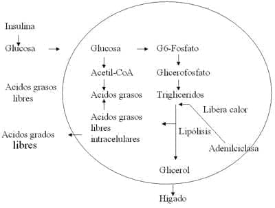 Metabolismo del adipocito