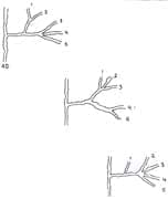A AG. Arteria digital