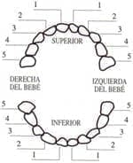 Esquema de dentadura de un bebé