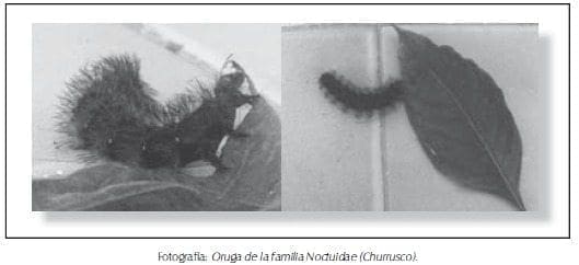 Oruga de la familia Noctuidae ( churrusco)