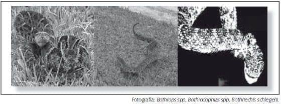 Bothrops, Bothrocophias, Bothriechis, Bothriopsis y Porthidium ( Mapaná)