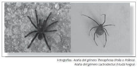 Arañas del género (polla o pollera, viuda negra)