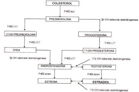 Síntesis de los esteroides sexuales Síntesis de los esteroides sexuales