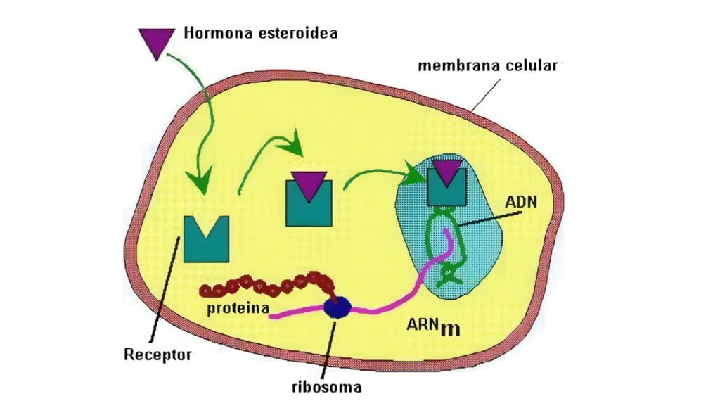 Funciones y Control de la Secreción Hormonal