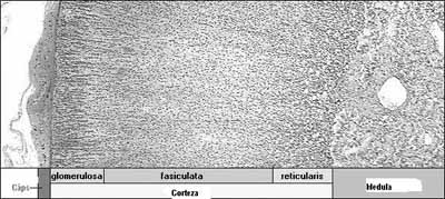 Corticotropina - Corteza Suprarrenal Corticotropina - Corteza Suprarrenal