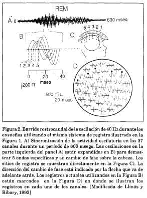 Barrido rostro caudal