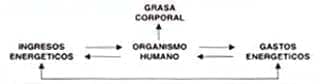 Interacción de los principales determinanates de la grasa corporal
