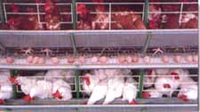 avicultores9202-7b