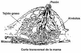 Alergia de pezón