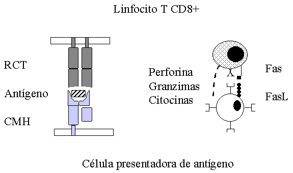 Los Linfocitos T CD8+ en la Respuesta Inmune Celular
