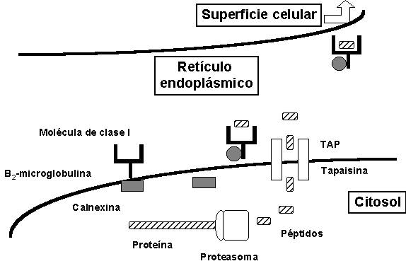 Retículo endoplasmático Retículo endoplasmático