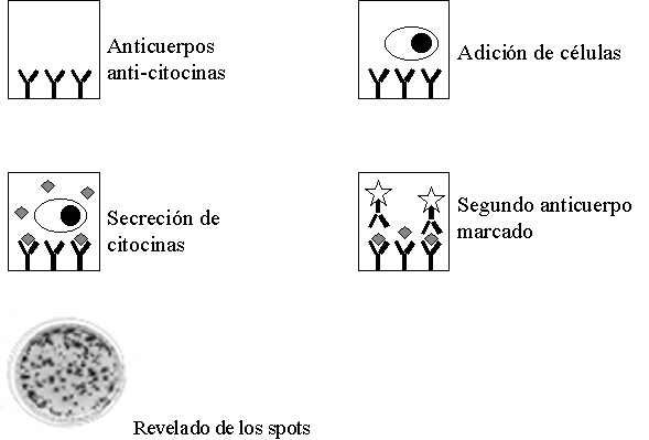 Prueba de ELISPOT Prueba de ELISPOT