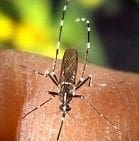 Aedes Albopictus