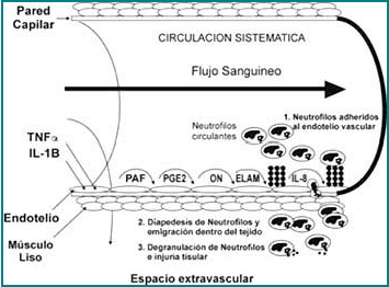 El TNF-a y la IL-1b activa el endotelio vascular en inflamaciones sistémicas