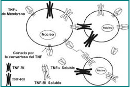 Procesamiento y señalización intracelular del TNF-α. El TNF-a humano es sintetizado como una proteína de 233 aminoácidos Procesamiento y señalización intracelular del TNF-α. El TNF-a humano es sintetizado como una proteína de 233 aminoácidos