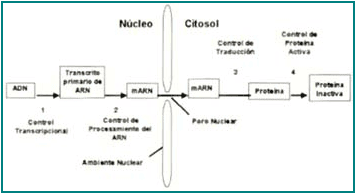Expresión y regulación génica Expresión y regulación génica