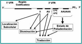 Esquema de la región 5' y 3', sus regiones no traducidas (UTRs) y las regiones codificadoras Esquema de la región 5' y 3', sus regiones no traducidas (UTRs) y las regiones codificadoras