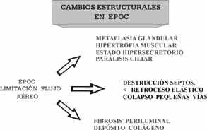  Cambios estructurales en EPOC
