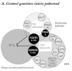 Control genético en el inicio de la pubertad