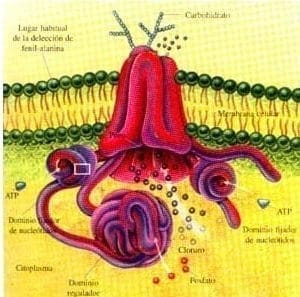Superficie apical de las células