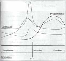 Regulación básica del ciclo menstrual