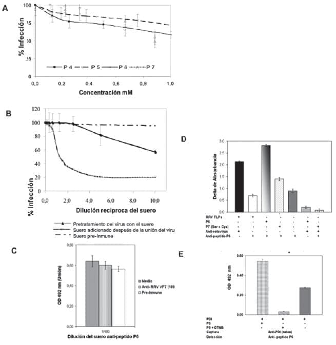 Infección de virus RRV a Células