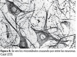 Estructuras proteicas microscópicas