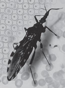 Insecto