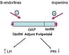 Relación PRL Gonadotropinas Relación PRL Gonadotropinas