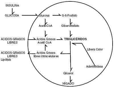 Metabolismo del adipocito