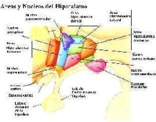 Hipotálamo (Tomado de www. educa. 