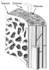 Reconstrucción tridimensional del hueso cortical o compacto Reconstrucción tridimensional del hueso cortical o compacto