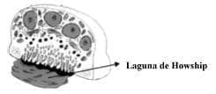 Osteoclastos : son multinucleados, con abundantes lisosomas Osteoclastos : son multinucleados, con abundantes lisosomas